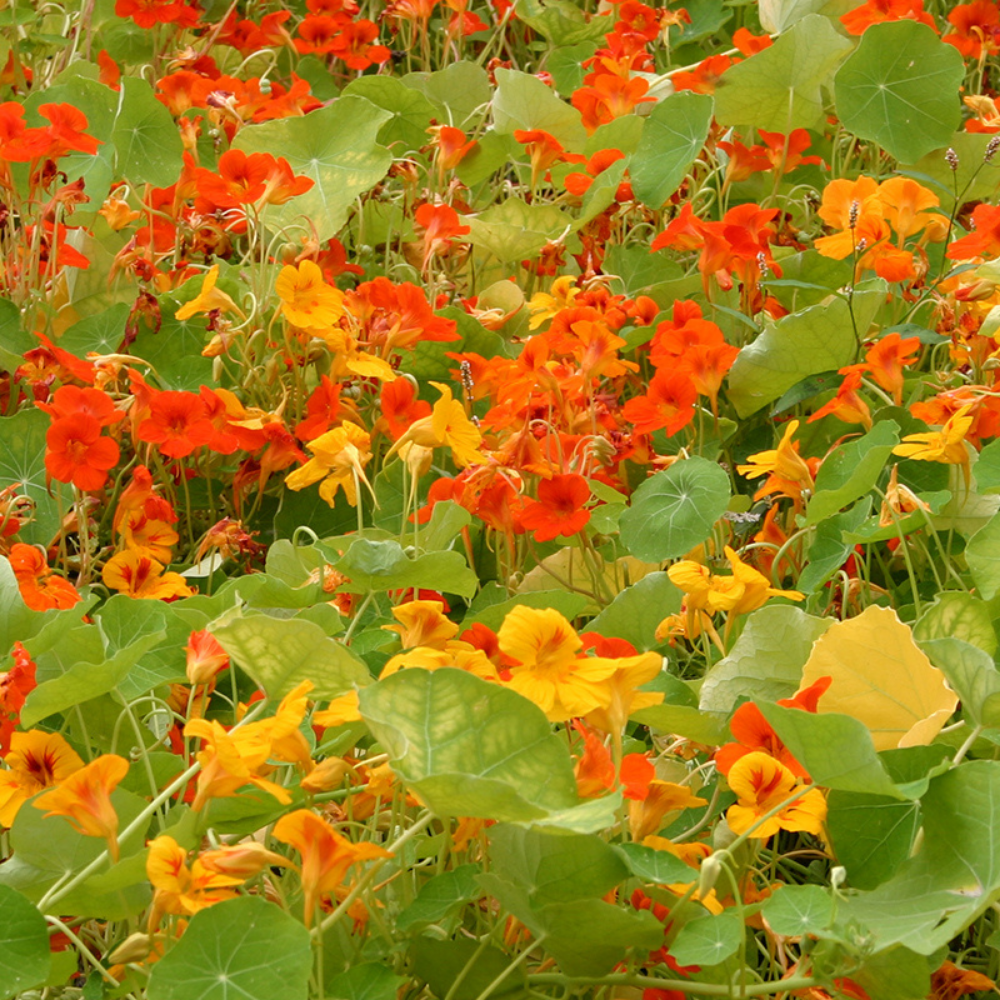 Nasturtium, climbing BIO