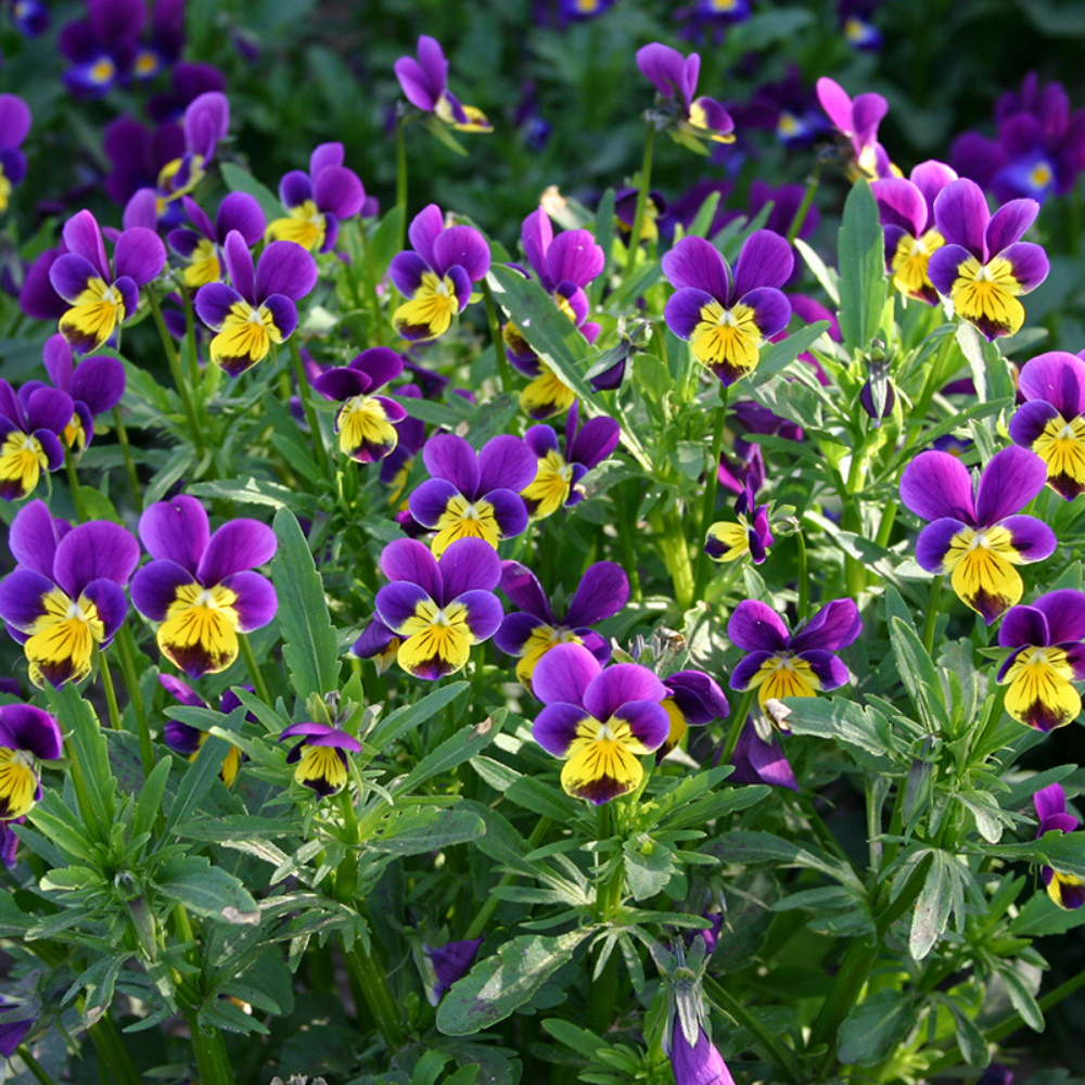 Tricolor violet BIO