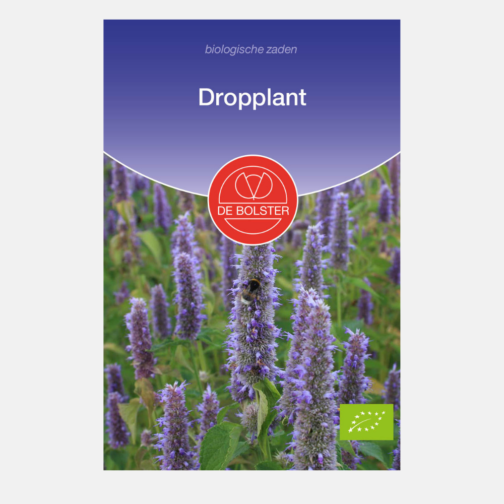 Plante de réglisse BIO