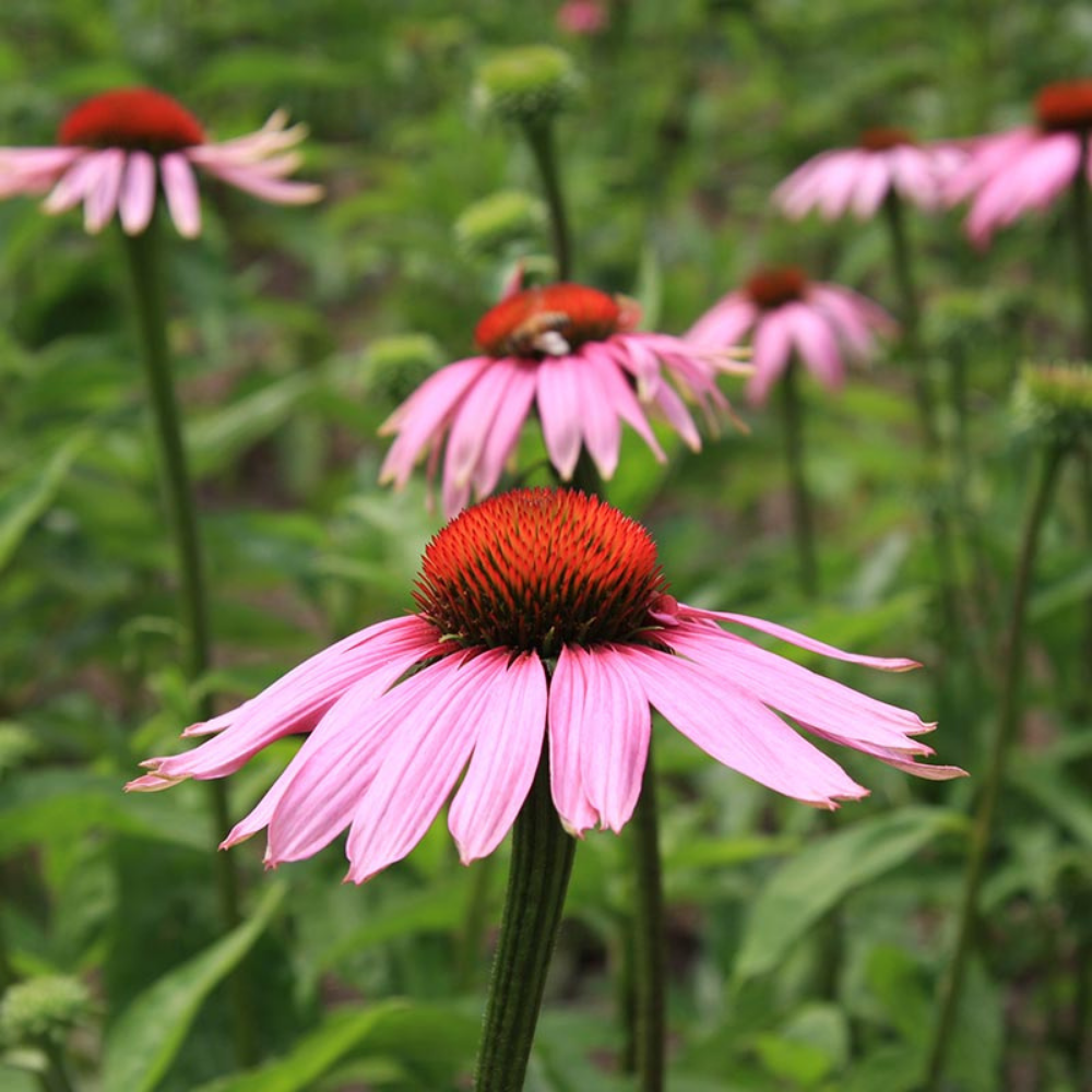 Red coneflower BIO