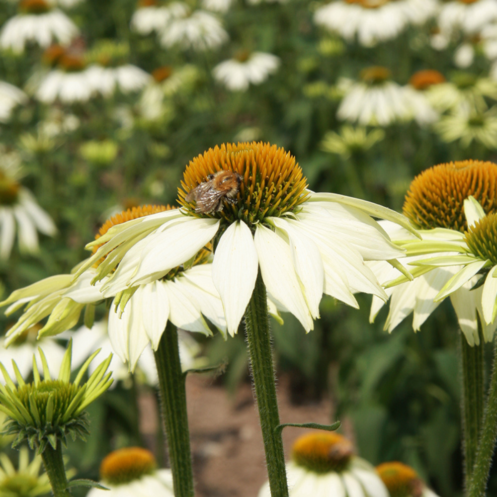 Coneflower 'White Swan' BIO