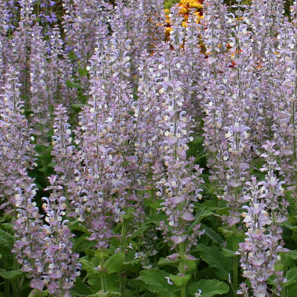 Clary Sage BIO