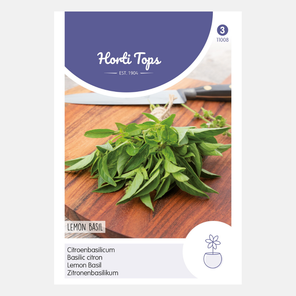 Basilic citronné 'Basilic citronné'