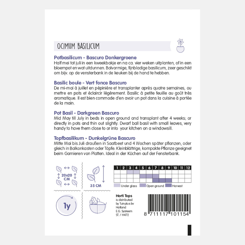 Basilic en pot 'Bascuro' - vert foncé grec