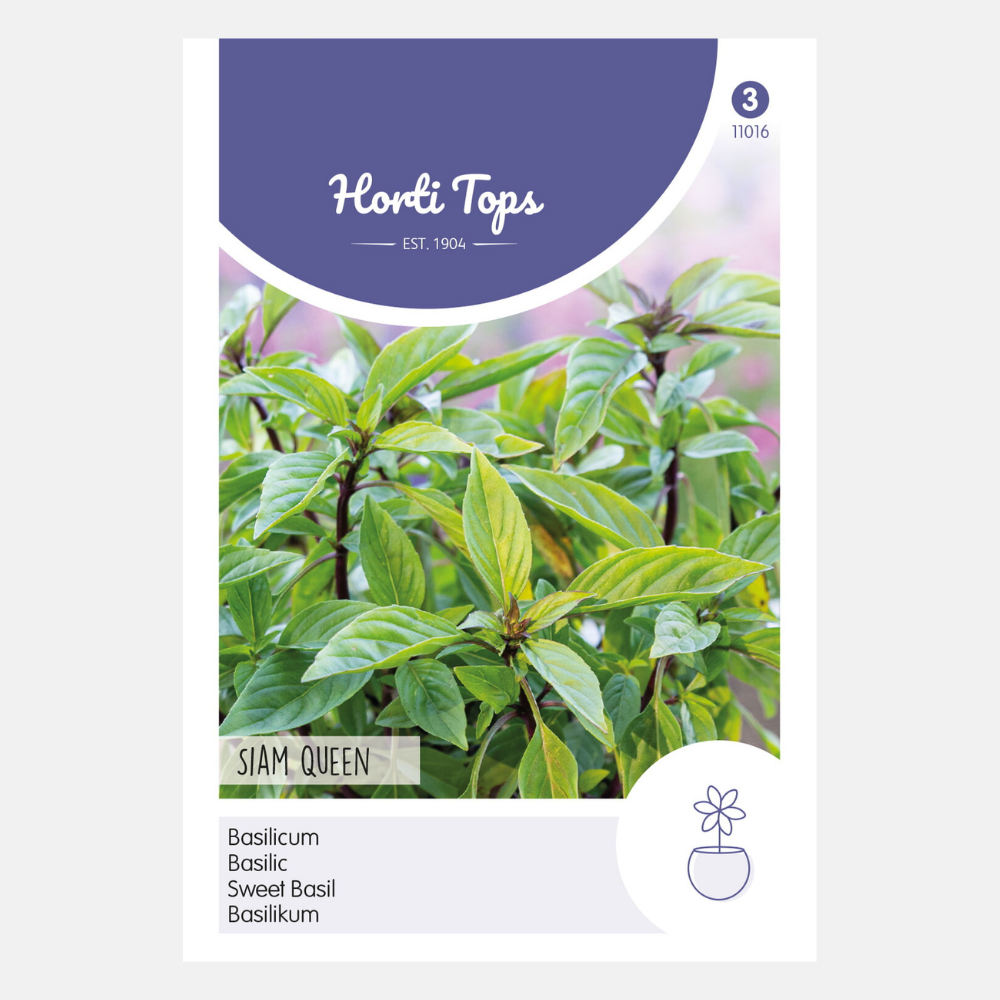 Basilic 'Siam Queen'