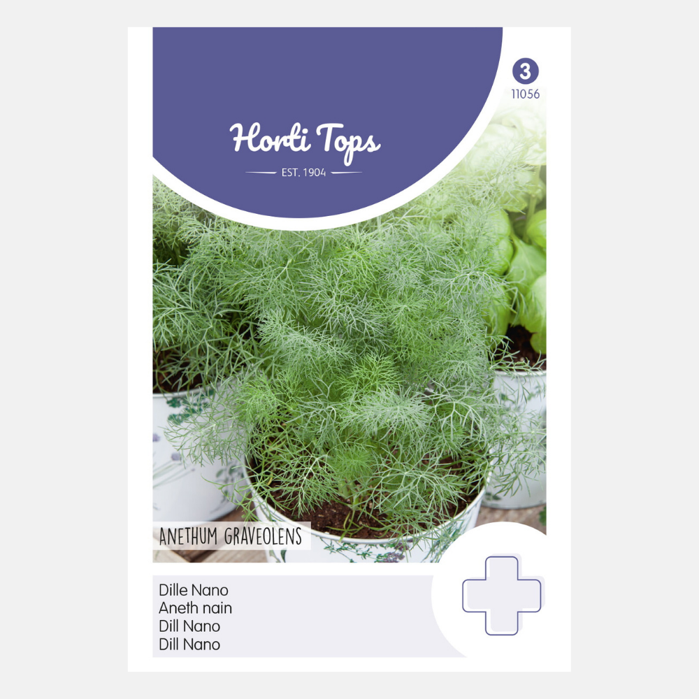 Aneth 'Nona' - variété à croissance compacte