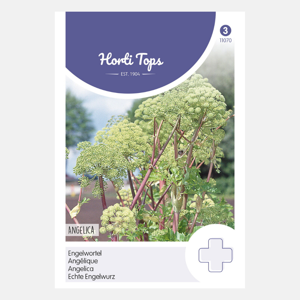 Engelwortel 'Angelica'