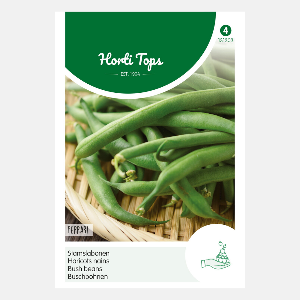 Bush Princess Beans 'Ferrari'