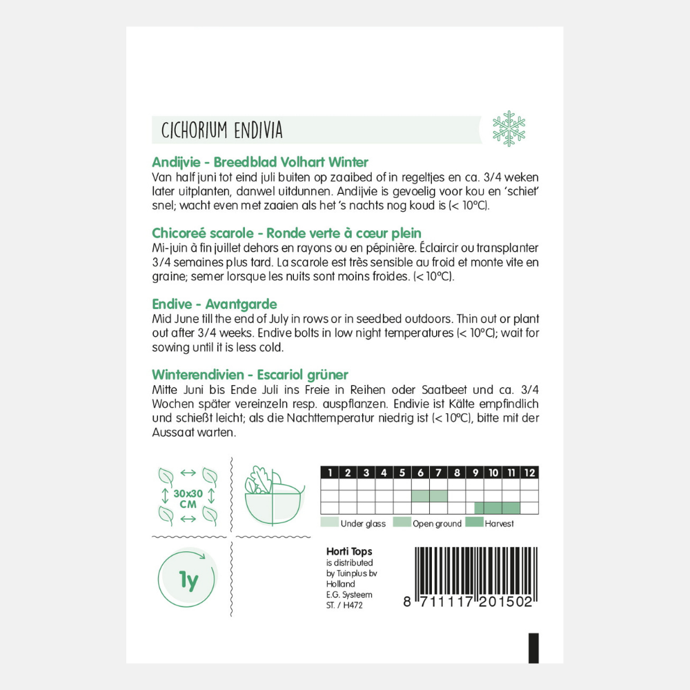 Chicorée 'Volhart d'hiver à larges feuilles'