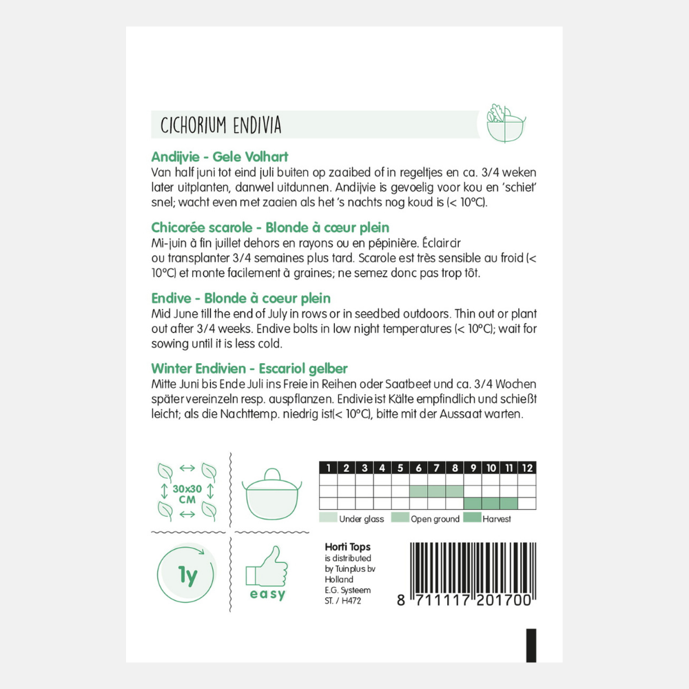 Chicorée 'Jaune Volhart'