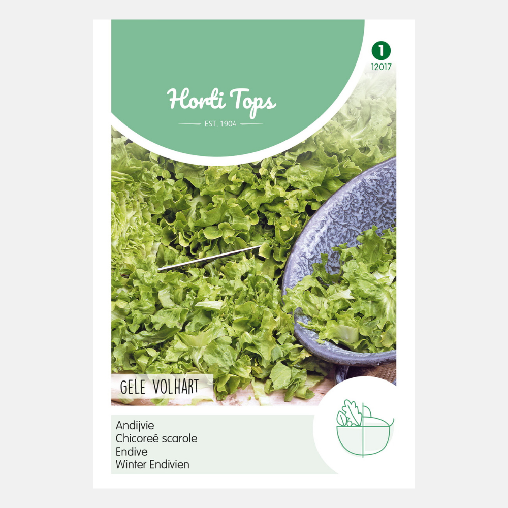 Chicorée 'Jaune Volhart'