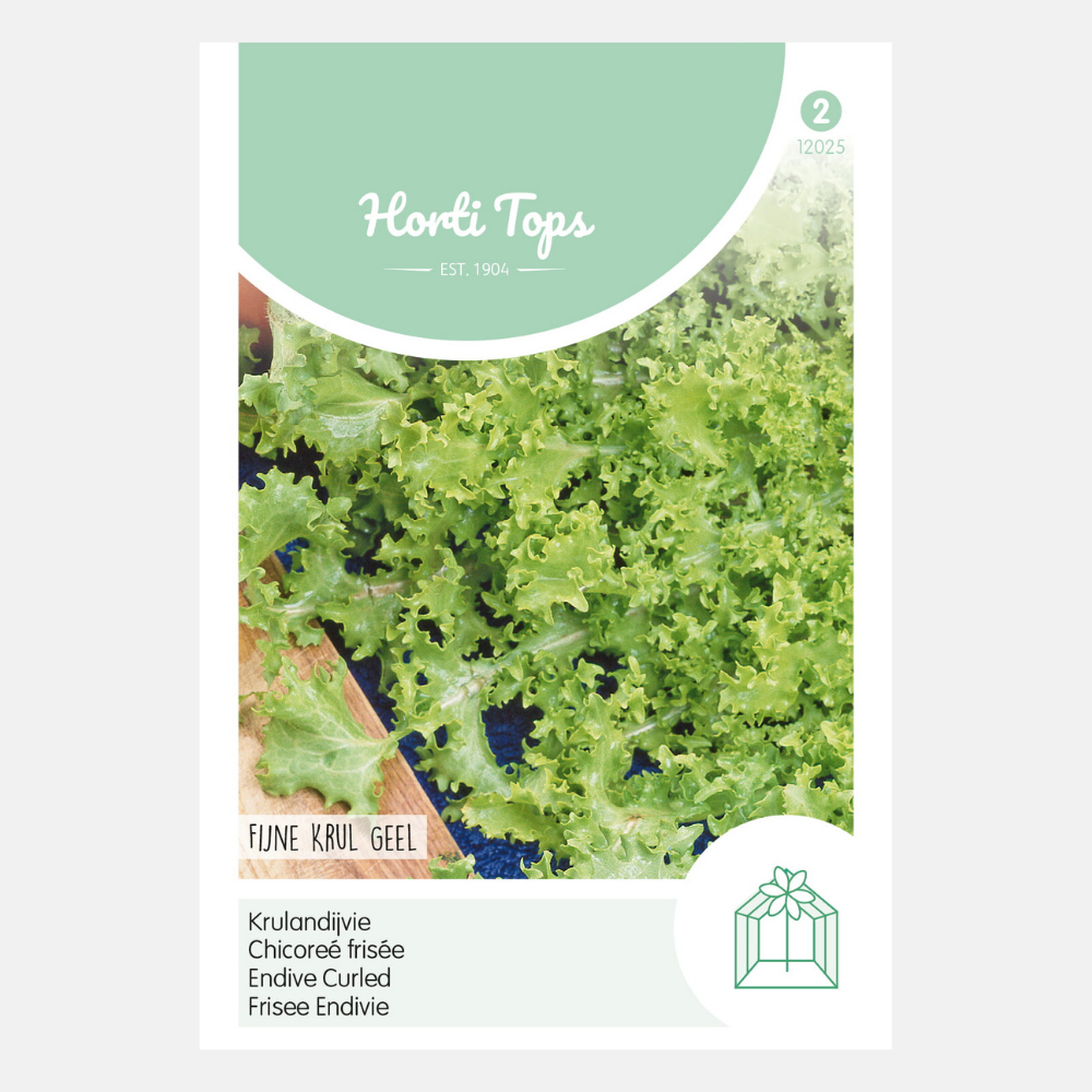 Chicorée frisée 'Fine Curl Yellow'