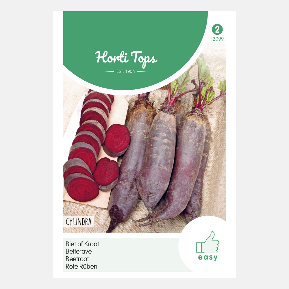 Betterave rouge 'Cylindra'