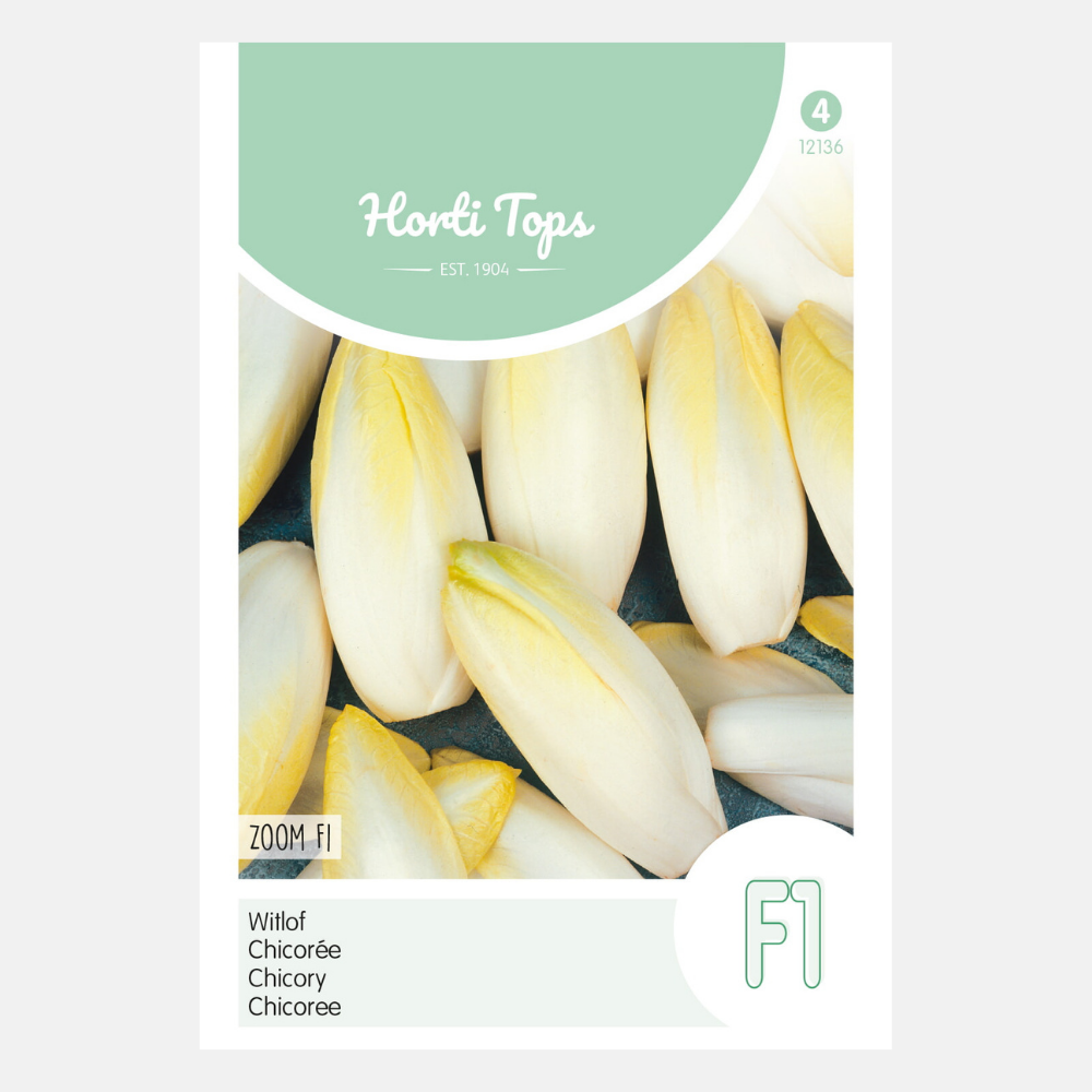 Chicorée de Bruxelles 'Zoom' F1