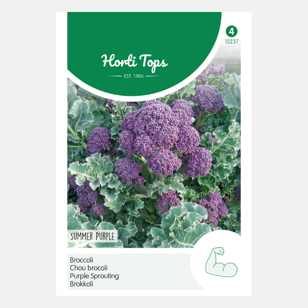 Brocoli à germination « Summer Purple » – brocoli à germination violette