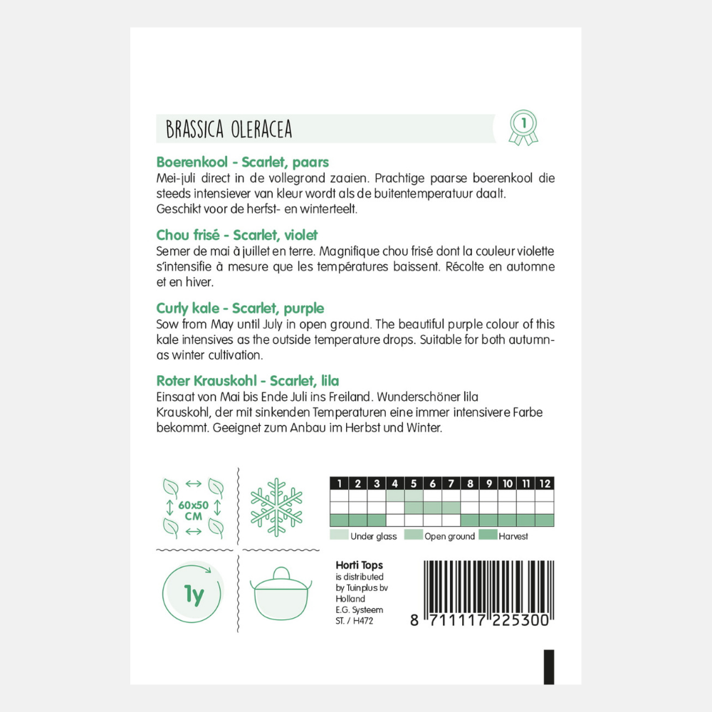 Boerenkool Paars 'Scarlet'