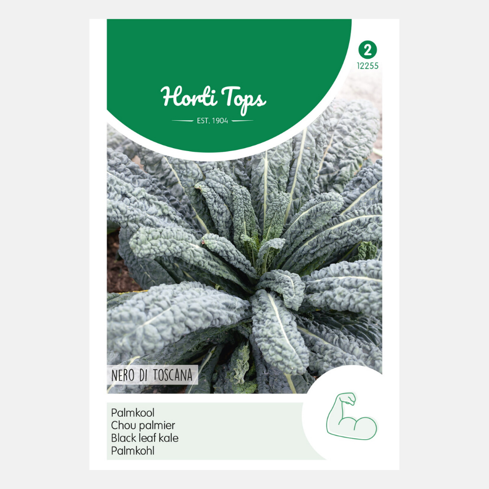 Chou frisé 'Nero di Toscane'