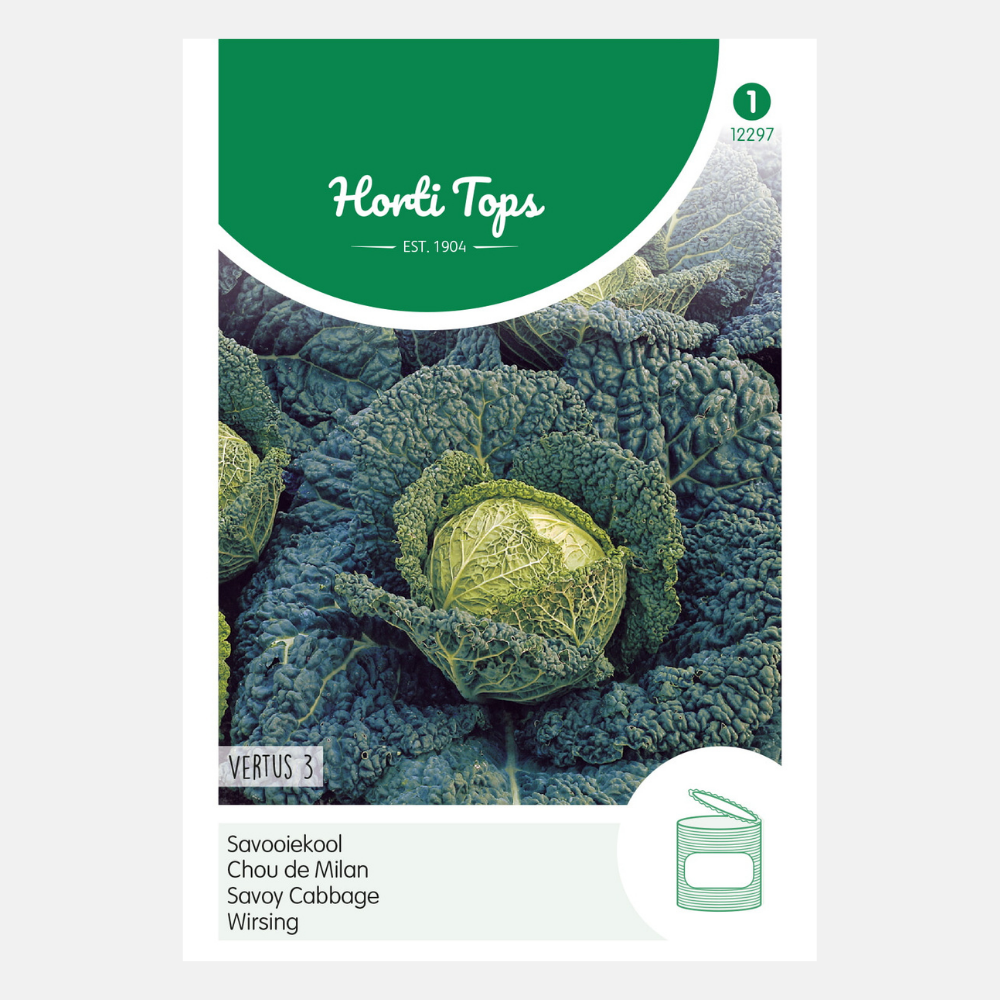 Savoy cabbage 'Vertus 3'/'Grote Late Groene'