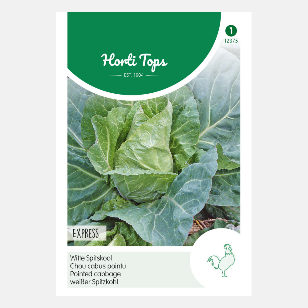 Chou pointu 'Express'/'Early Pointed'