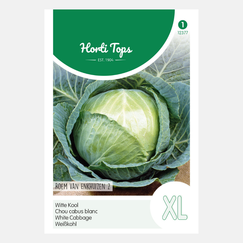 Chou blanc 'Glory of Enkhuizen 2'