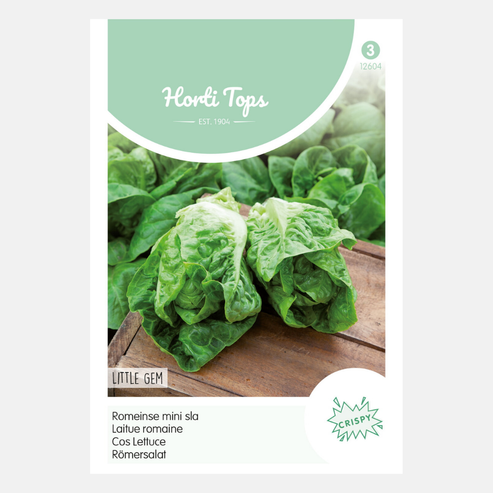 Laitue romaine – 'Little Gem'