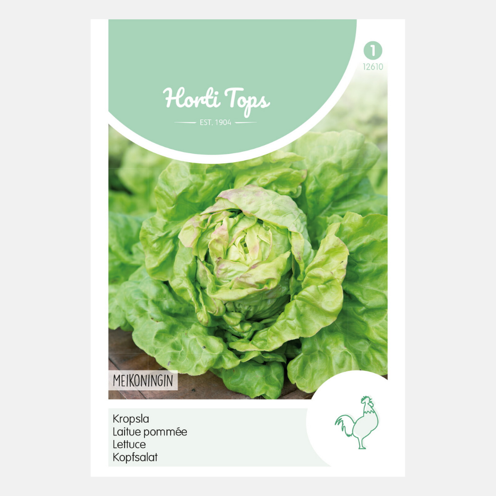 Laitue 'Meikoningin'