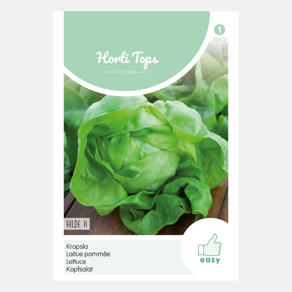 Lettuce 'Hilde 2' - type Attraction