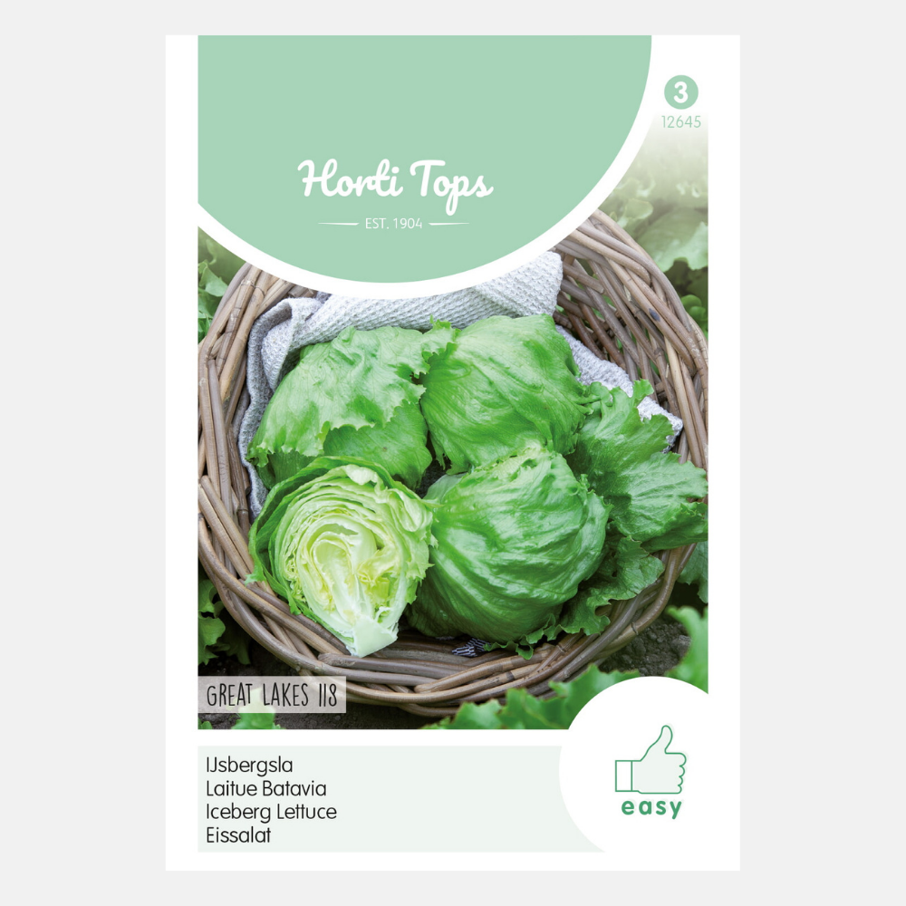 Laitue iceberg 'Great Lakes 118'