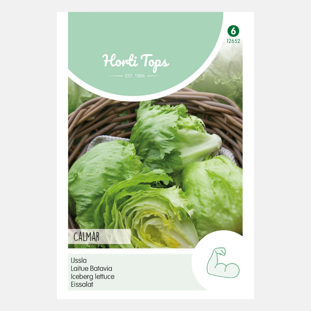 Salade de glace 'Calmar'