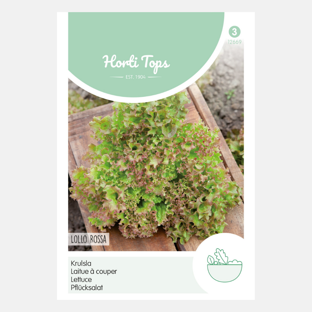 Laitue frisée 'Lollo Rossa' - rouge