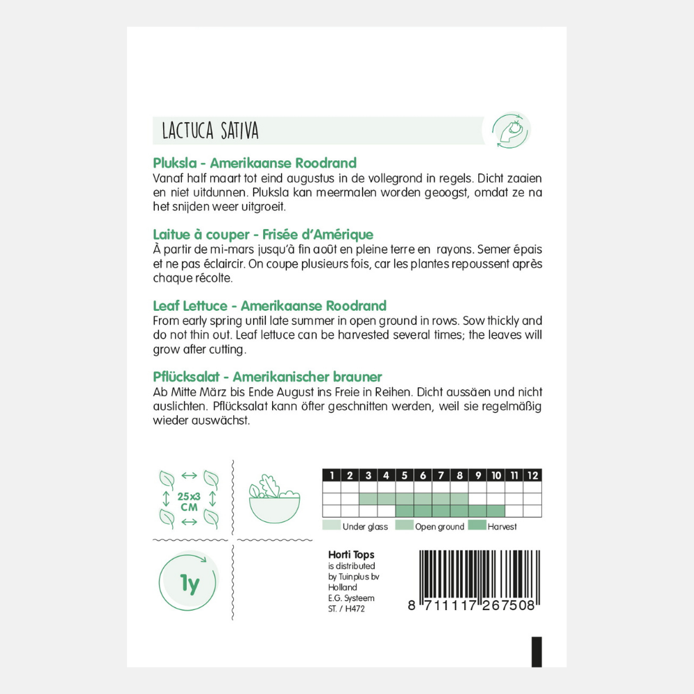 Laitue 'American Red Edge'