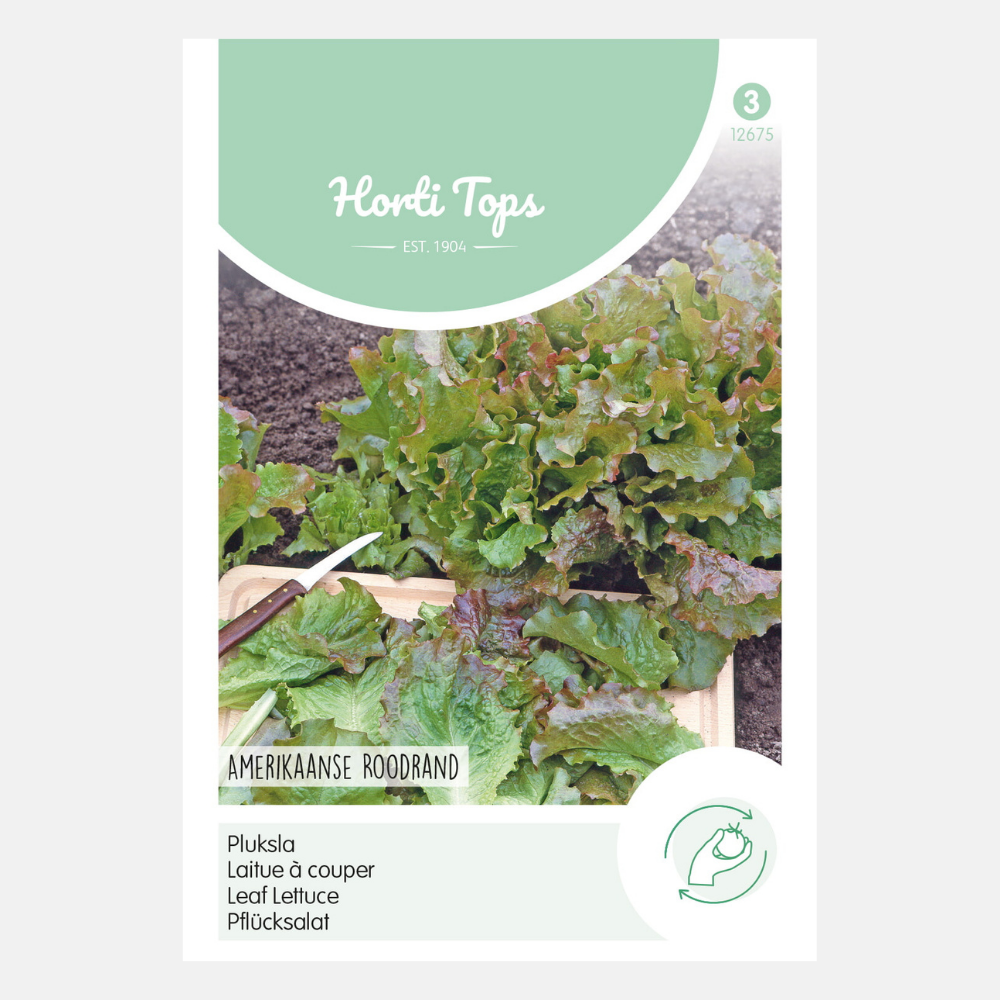 Laitue 'American Red Edge'