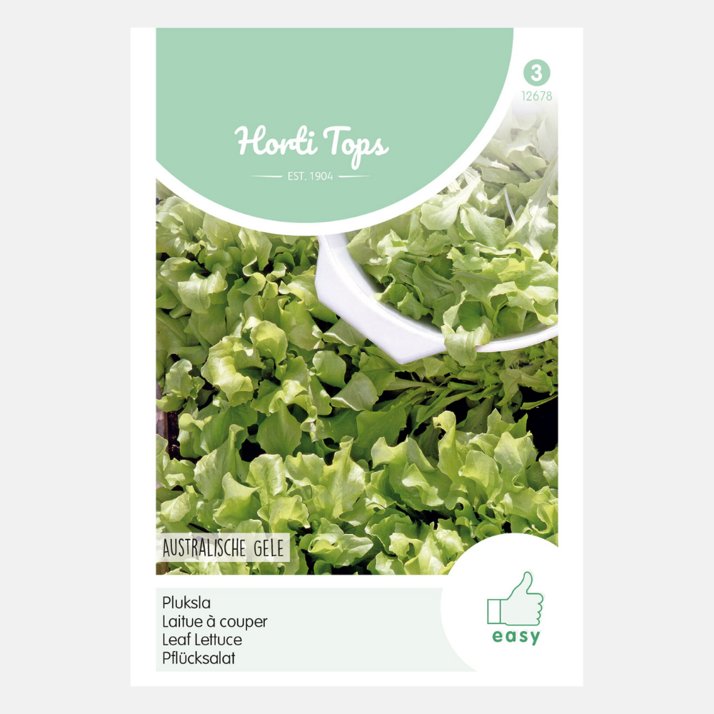 Laitue 'Australian Yellow'