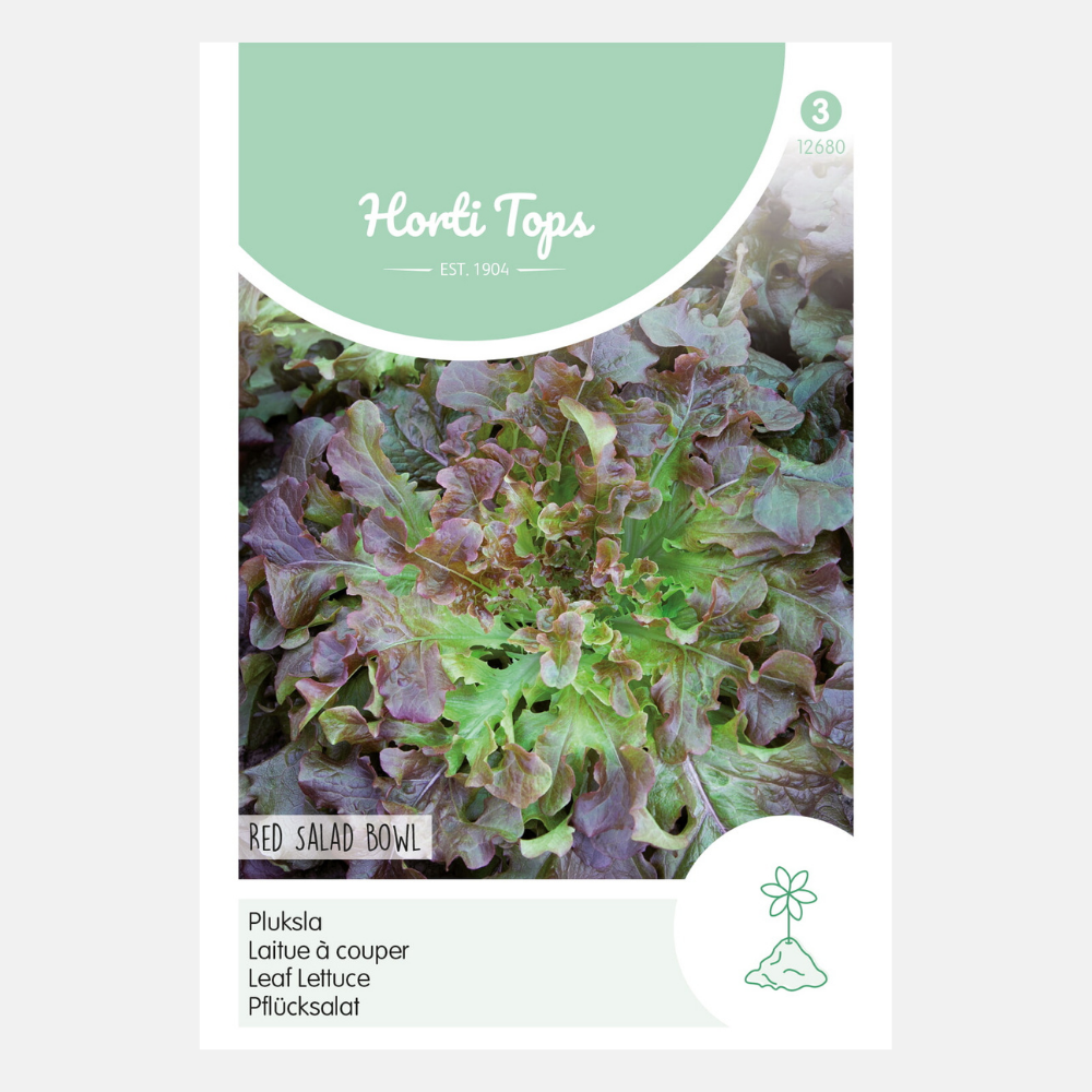 Laitue feuille de chêne rouge « Red Salad Bowl »