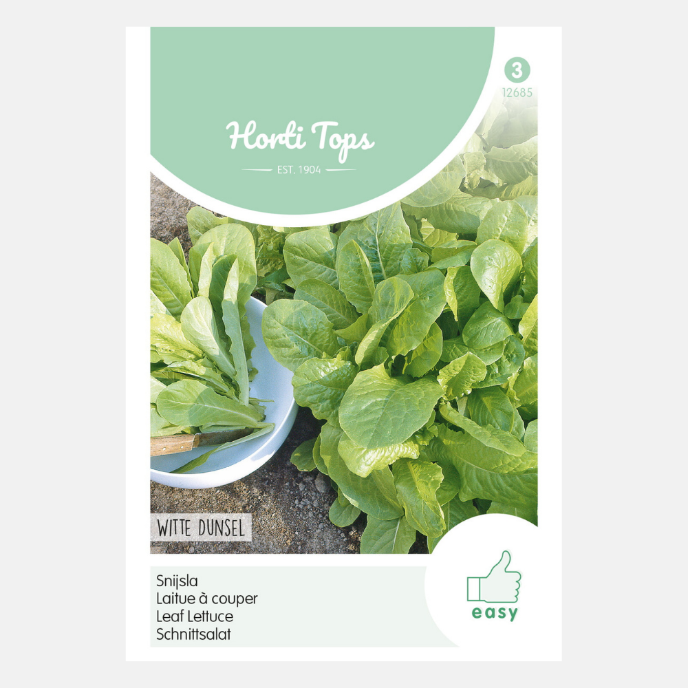 Laitue à couper 'White Dunsel'