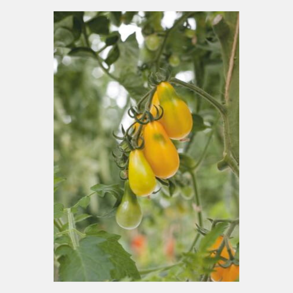 Cherry tomatoes 'Yellow Pearshaped'