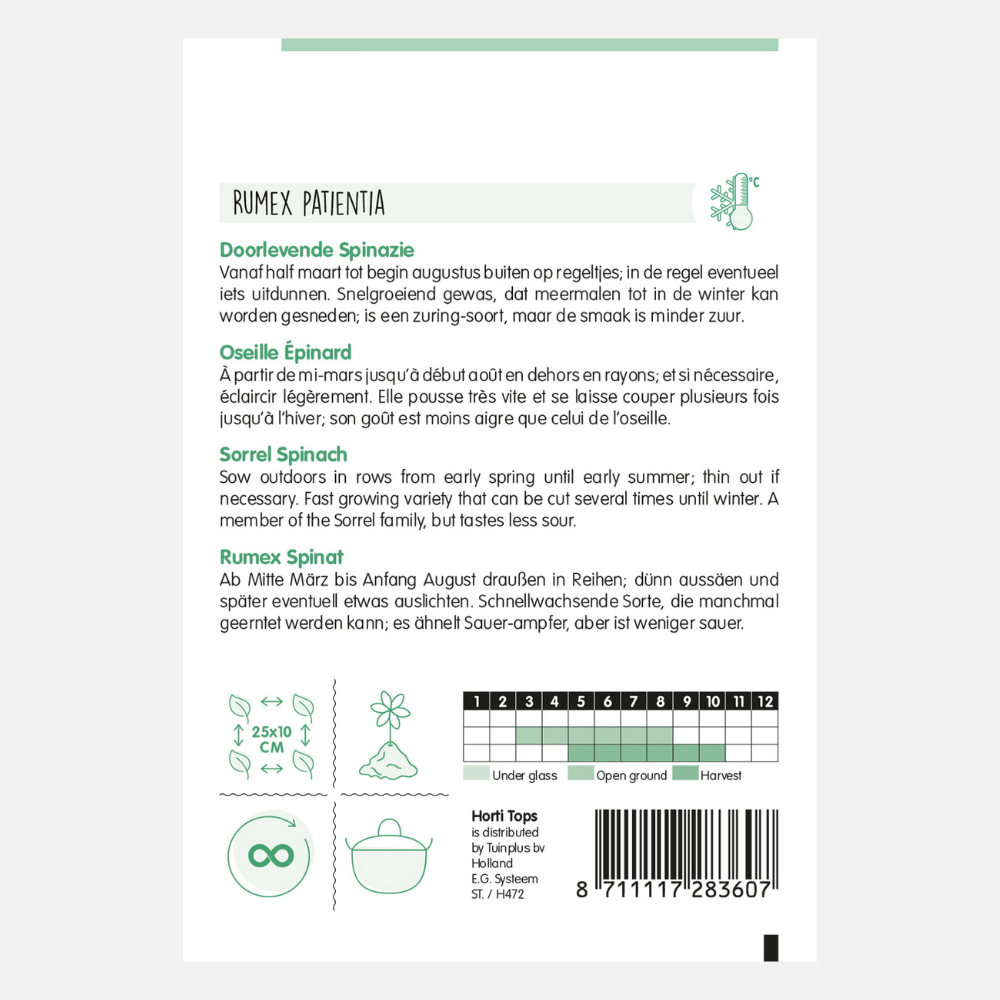 Épinard vivace - Rumex patientia