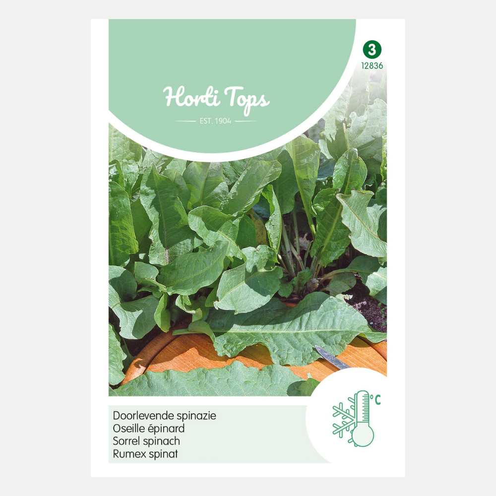 Épinard vivace - Rumex patientia