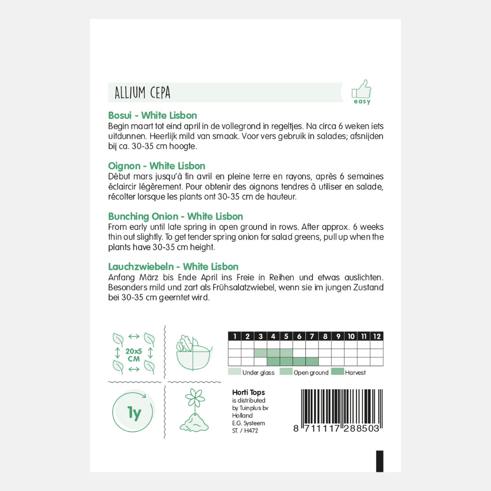 Chives 'White Lisbon'