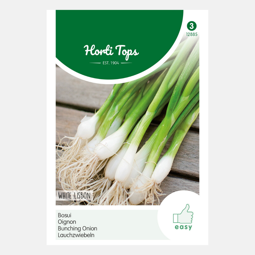 Chives 'White Lisbon'