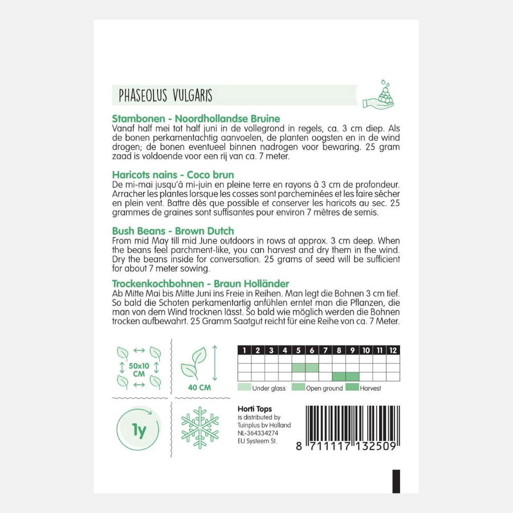 Haricot nain 'Brown North Holland' - haricot nain