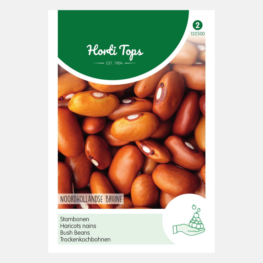 Haricot nain 'Brown North Holland' - haricot nain