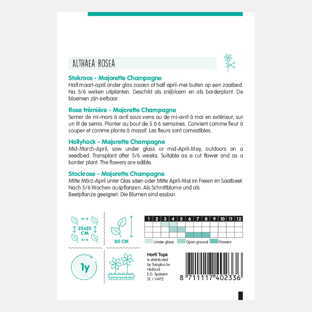 Hollyhock 'Majorette Champagne'