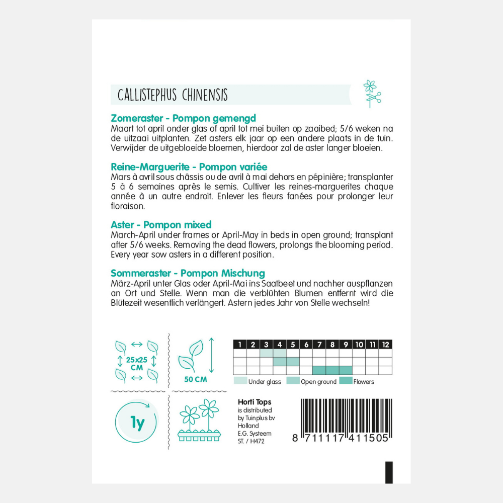 Summer aster 'Pompon' - mixed