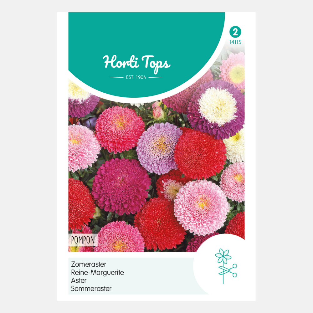 Summer aster 'Pompon' - mixed