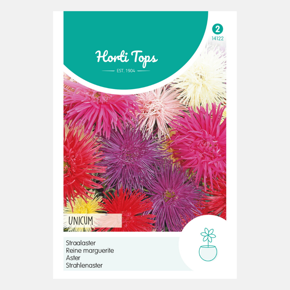 Steel aster 'Unicum' - mixed