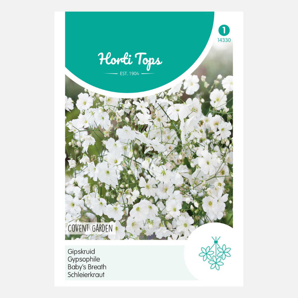 Gypsophile 'Covent Garden' - blanc