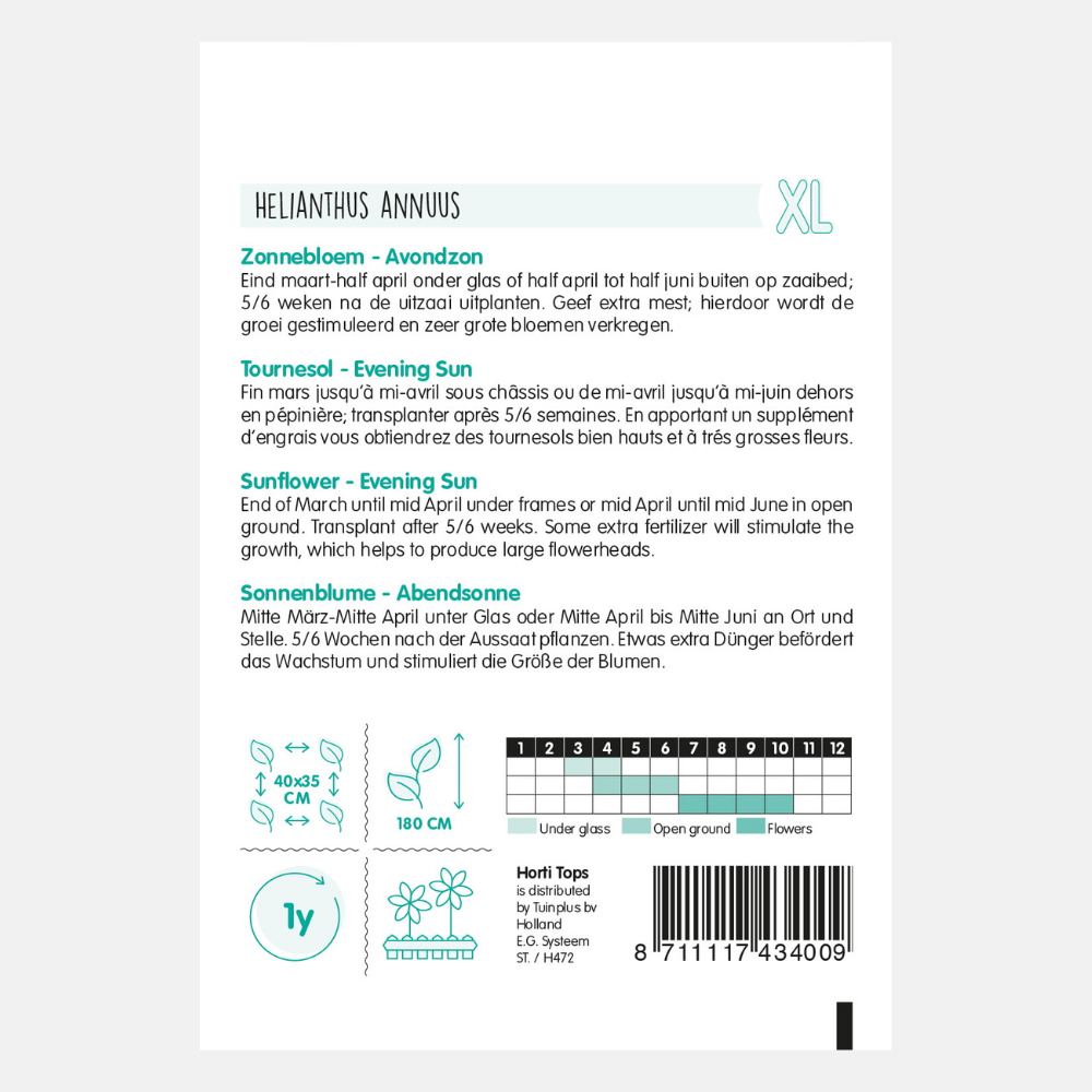 Sunflower 'Evening Sun' - red/brown