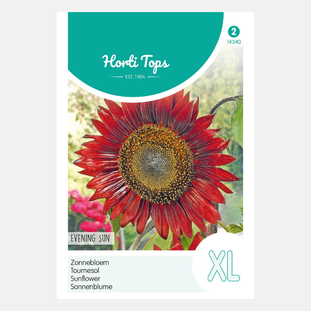 Sunflower 'Evening Sun' - red/brown