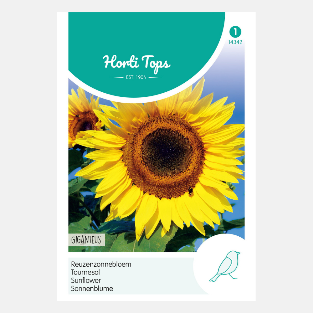 Tournesol 'Giganteus'